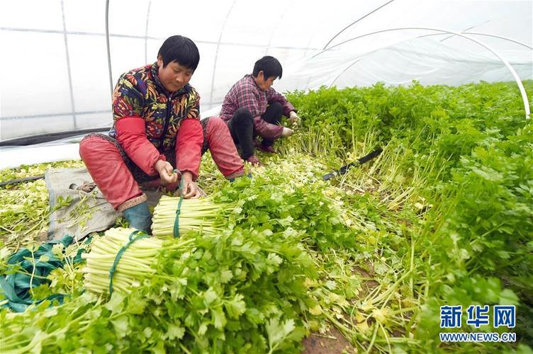 走出一条规模化种植,标准化生产,基地化管理,市场化带动的富民新路