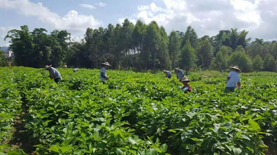 我们的桑嫩芽标准化基地