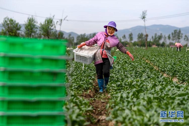 工人在设施农业园区和露地蔬菜标准化示范基地抢抓农时采摘冷凉蔬菜