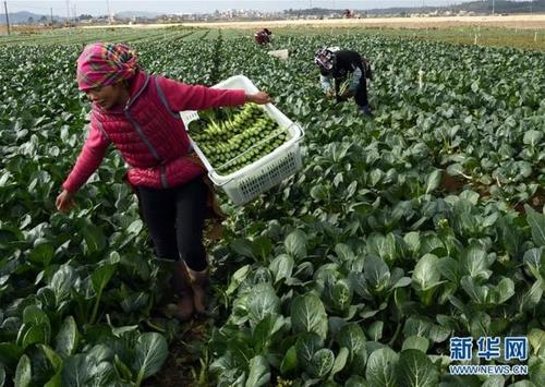 聘请蔬菜种植专家进行培训,指导加入合作社的菜农专业化种植2500亩