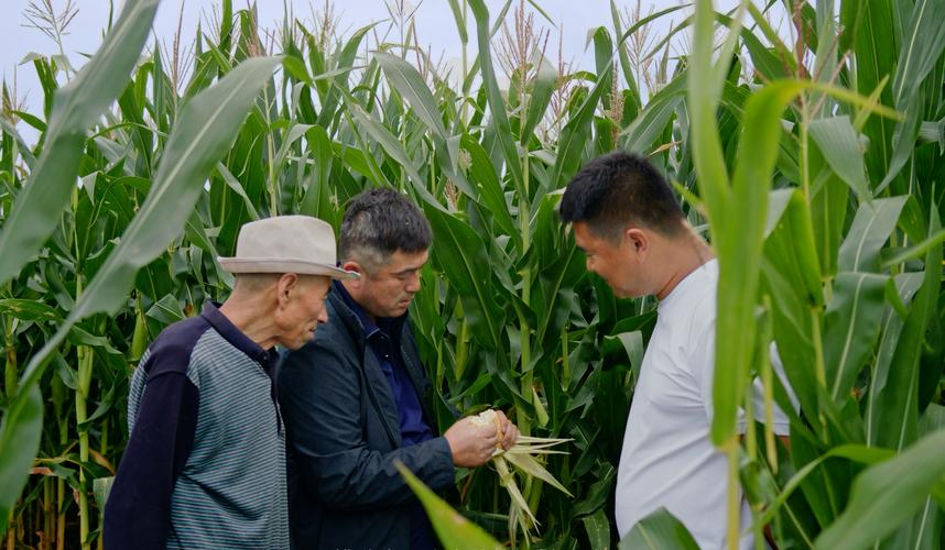 专家指导飞鹤专属农场的农民进行标准化种植.