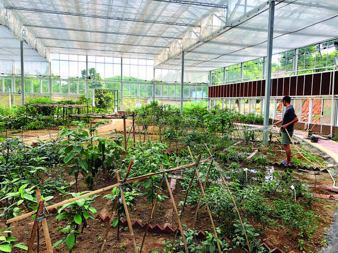 在本地自建或联建中药材生产基地,推行中药材gap规模化,规范化种植