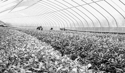 打造标准化种植基地搭建高质量发展平台 皇华镇推进茶产业提质扩面