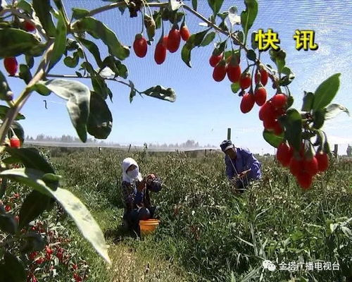 金塔县创建省级绿色食品 枸杞 标准化生产基地获批